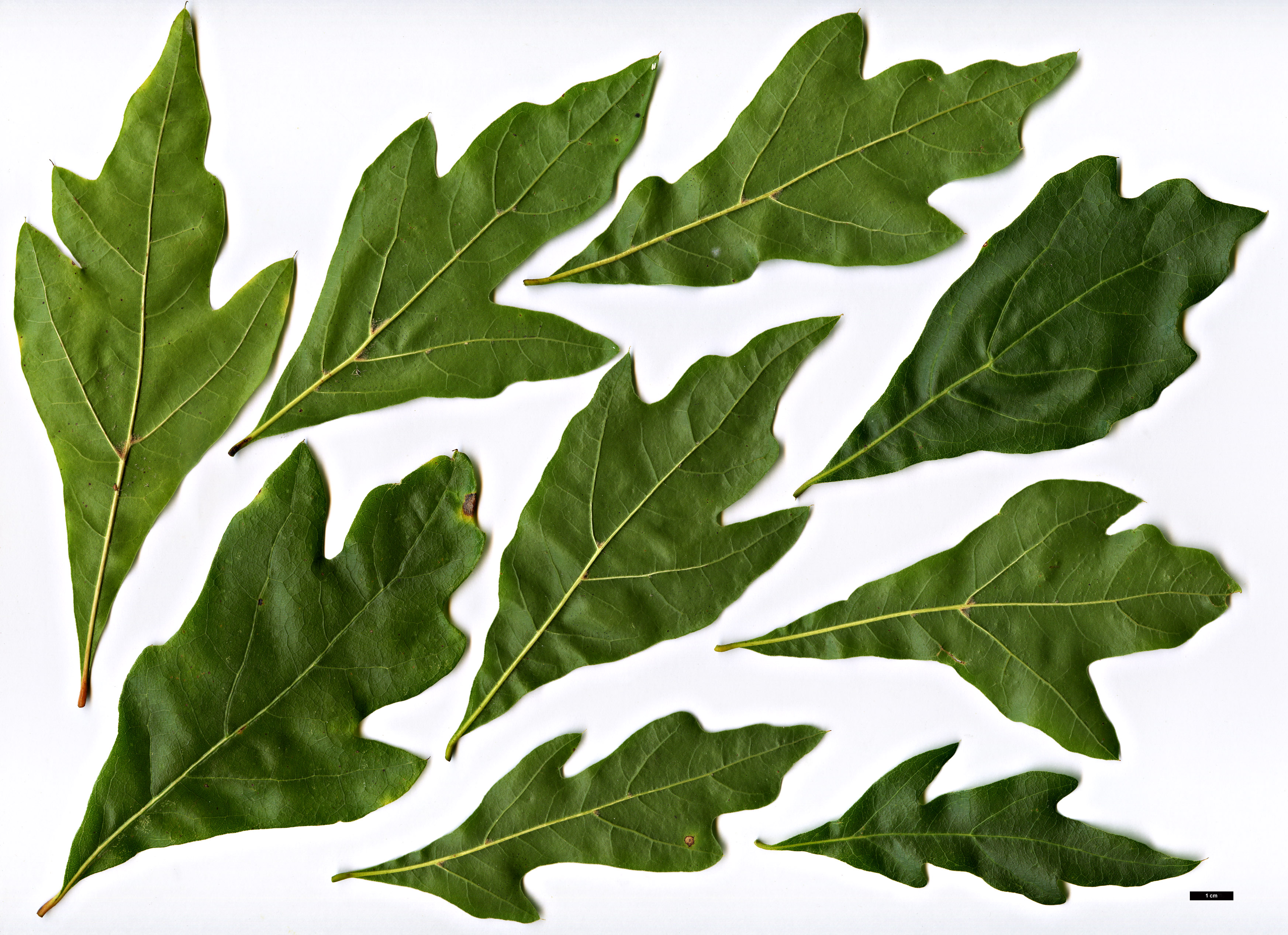 High resolution image: Family: Fagaceae - Genus: Quercus - Taxon: georgiana × Q.nigra